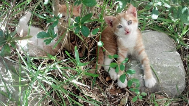 《CS_GO极限对决，北美地区超级杯逐梦赛场》，csgo超级联赛